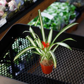 Guzmania 'Ice Cream'