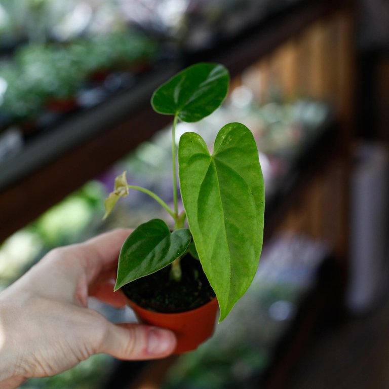 Anthurium balaloanum 6 cm