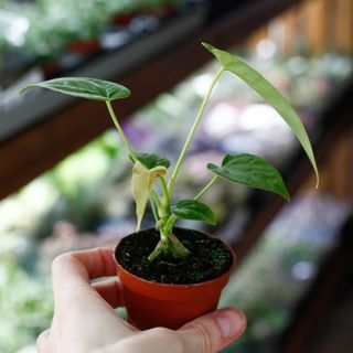 Anthurium balaloanum