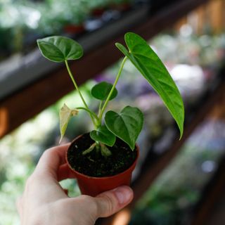 Anthurium balaloanum