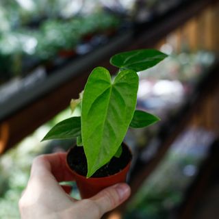 Anthurium balaloanum