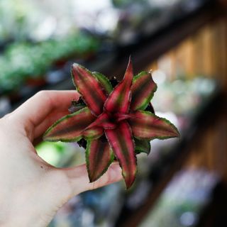 Cryptanthus 'Red Star'