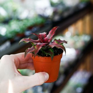 Cryptanthus 'Red Star'