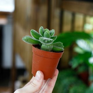 Cotyledon ladysmithiensis