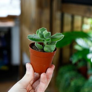 Cotyledon ladysmithiensis