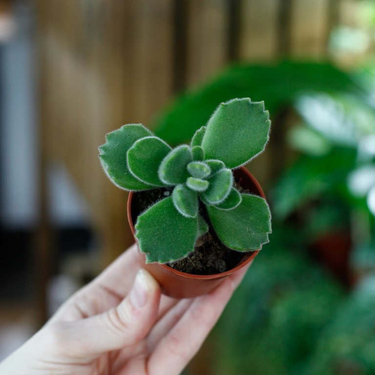 Cotyledon ladysmithiensis 6 cm