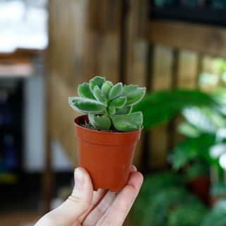 Cotyledon ladysmithiensis