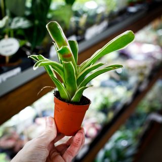 Nidularium 'Fire Ball Variegata'