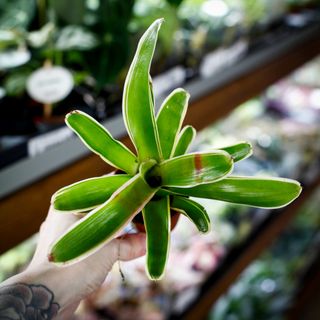 Nidularium 'Fire Ball Variegata'