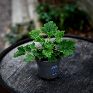 Pelargonium 'Orange Fizz' 10,5 cm