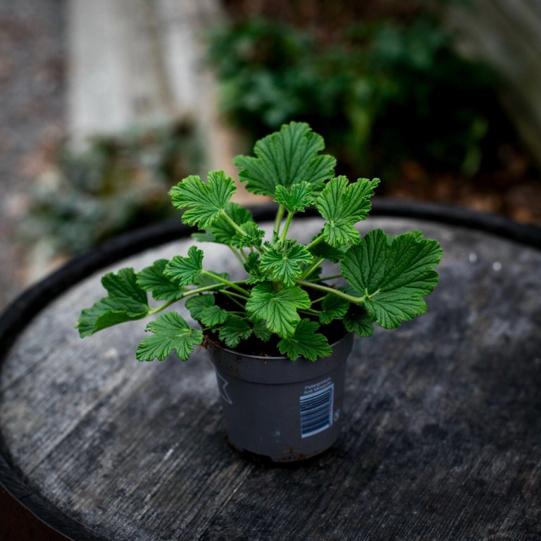Pelargonium 'Orange Fizz' 10,5 cm