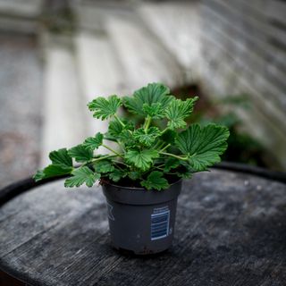 Pelargonium 'Orange Fizz' 10,5 cm