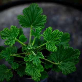 Pelargonium 'Orange Fizz' 10,5 cm