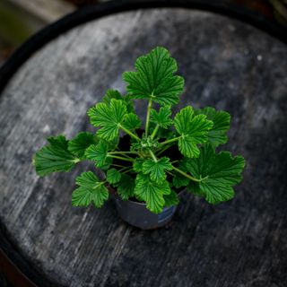 Pelargonium 'Orange Fizz' 10,5 cm