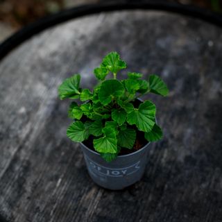 Pelargonium 'Lizzy' 10,5 cm