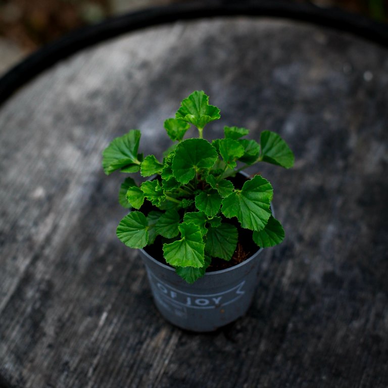 Pelargonium 'Lizzy' 10,5 cm