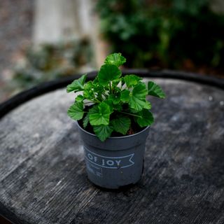 Pelargonium 'Lizzy' 10,5 cm