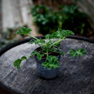 Pelargonium 'Pink Capitatum' 10,5 cm