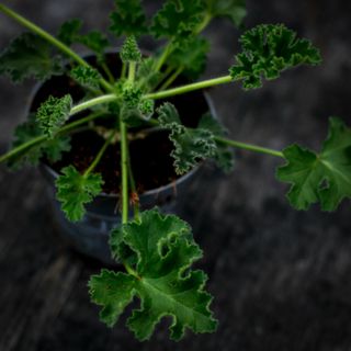 Pelargonium 'Pink Capitatum' 10,5 cm