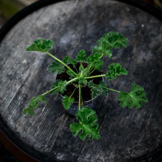 Pelargonium 'Pink Capitatum' 10,5 cm