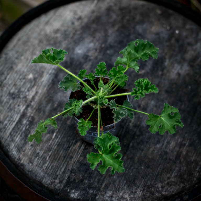 Pelargonium 'Pink Capitatum' 10,5 cm