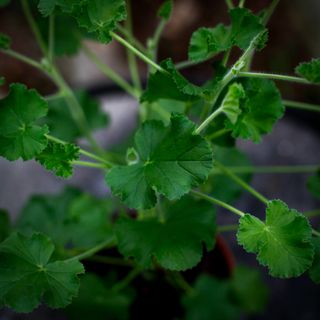 Pelargonium 'Torento' 12 cm (Coca Cola doft)