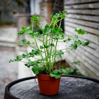 Pelargonium 'Torento' 12 cm (Coca Cola doft)