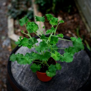 Pelargonium 'Torento' 12 cm (Coca Cola doft)