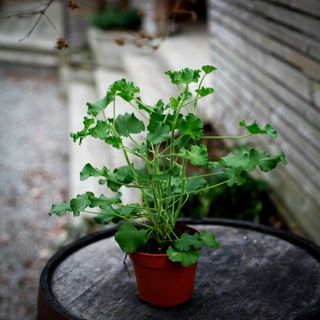 Pelargonium 'Torento' 12 cm (Coca Cola doft)