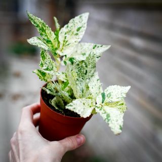 Pellionia repens 'Variegata' 8,5 cm