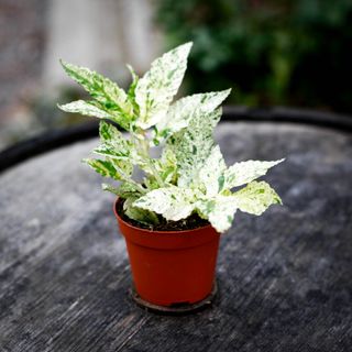 Pellionia repens 'Variegata' 8,5 cm