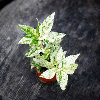 Pellionia repens 'Variegata' 8,5 cm