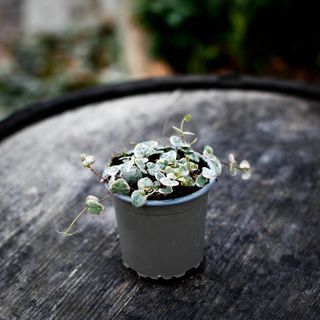 Ceropegia woodii variegata 9 cm - Hjärtan på tråd variegerad