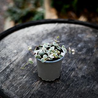 Ceropegia woodii variegata 9 cm - Hjärtan på tråd variegerad