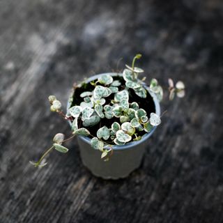 Ceropegia woodii variegata 9 cm - Hjärtan på tråd variegerad