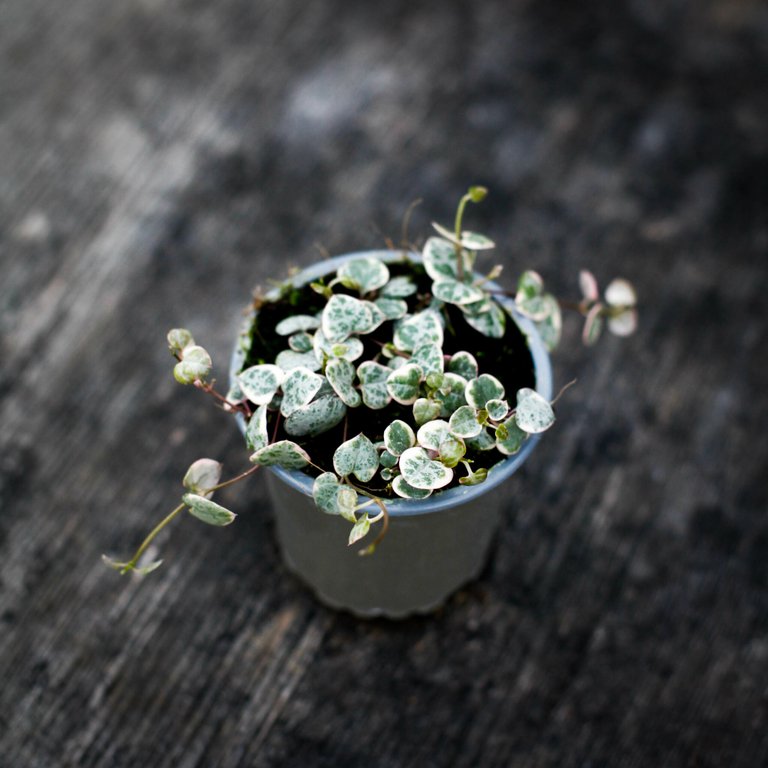 Ceropegia woodii variegata 9 cm - Hjärtan på tråd variegerad