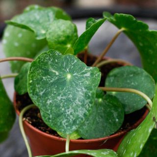 Pilea 'Sugar' 13 cm