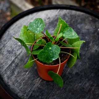 Pilea 'Sugar' 13 cm