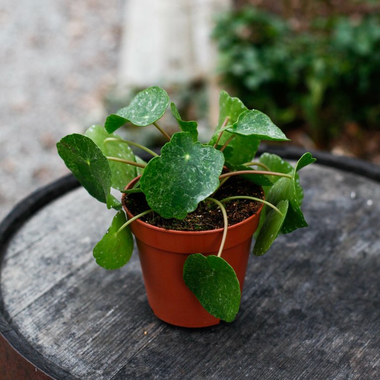 Pilea peperomioides 'Sugar' 12 cm