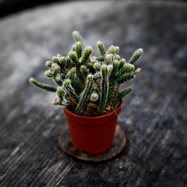 Rhipsalis 'Horrida' 6 cm