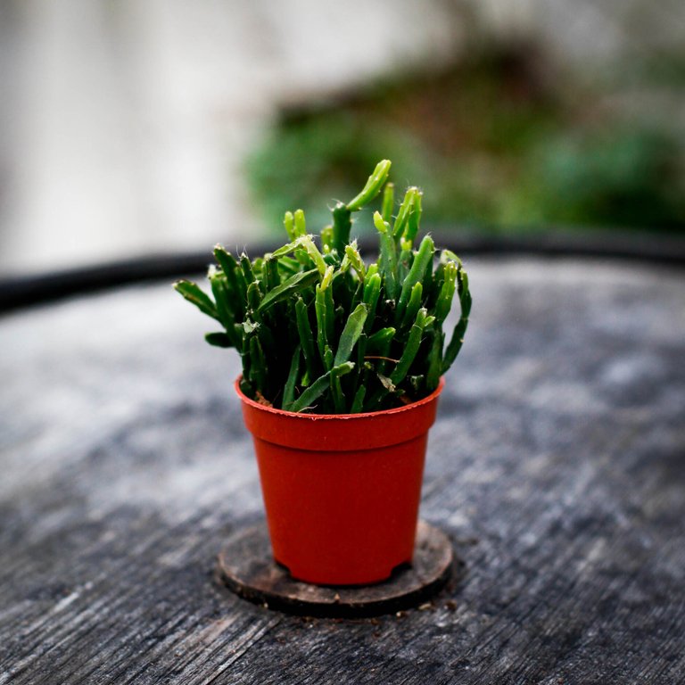 Rhipsalis ewaldiana 6 cm