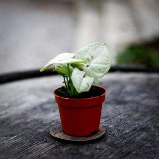 Syngonium 'Milk Confetti'