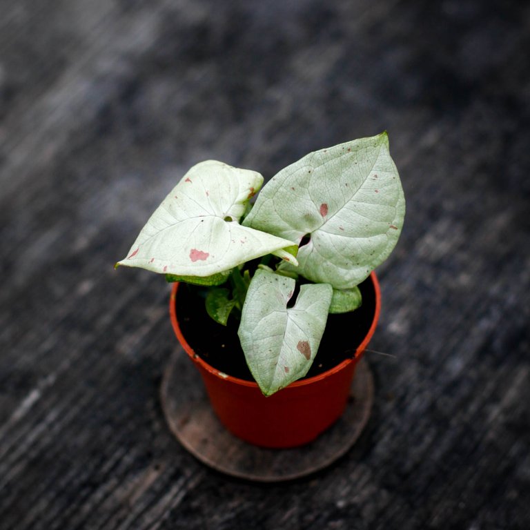 Syngonium 'Milk Confetti' 6 cm