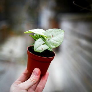 Syngonium 'Milk Confetti'