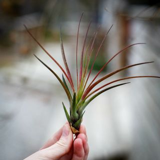 Tillandsia melanocrater röd
