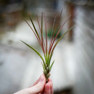 Tillandsia melanocrater röd