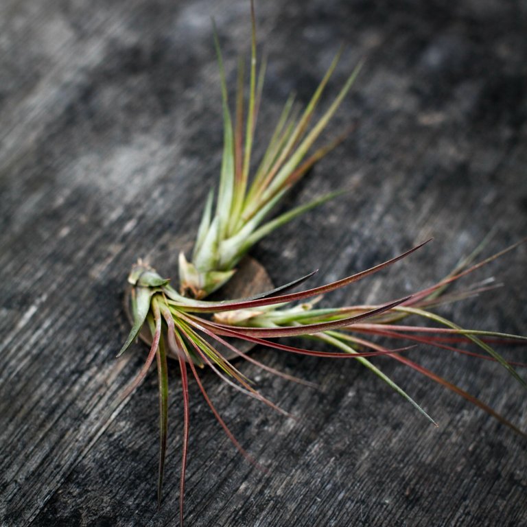 Tillandsia melanocrater röd