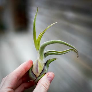 Tillandsia caput medusae