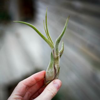 Tillandsia caput medusae