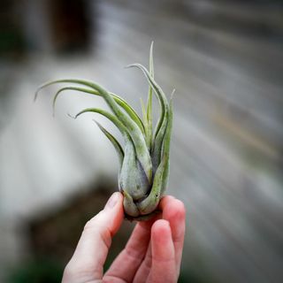 Tillandsia caput medusae